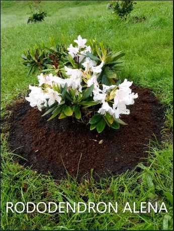 RODODENDRON ALENA