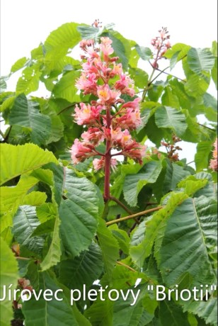 Jírovec pleťový květy