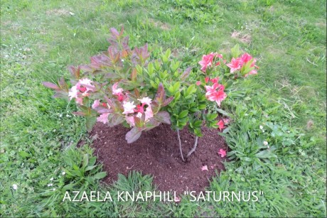 AZAELA KNAPHILL SATURNUS