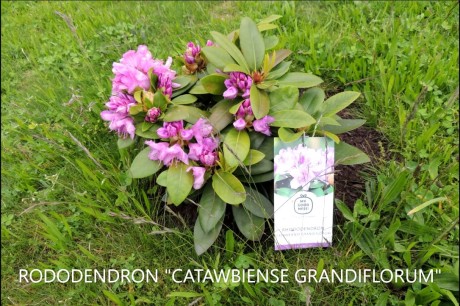 RODODENDRON CATAWBIENSE