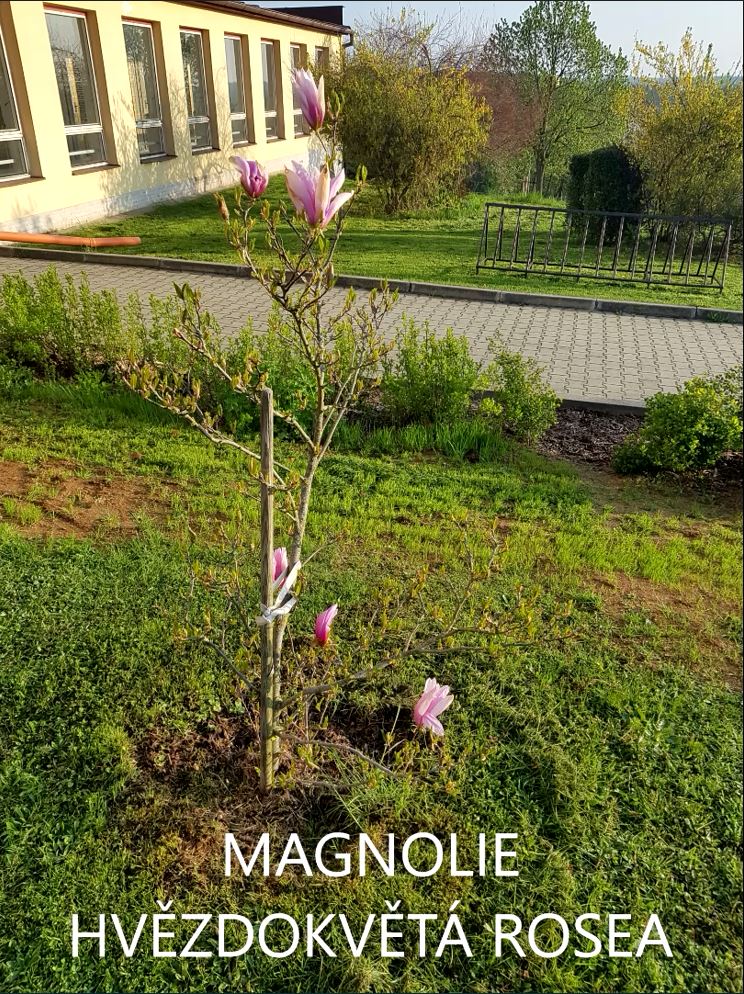 MAGNOLIE ROSEA