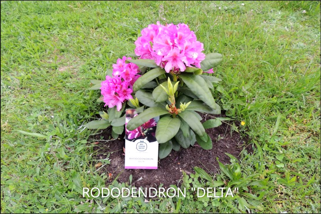 RODODENDRON DELTA