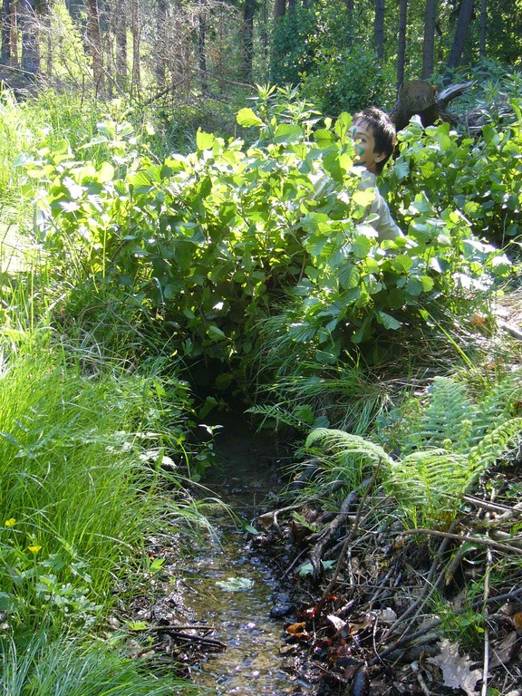 Forest bridge II